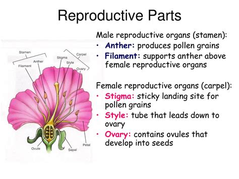 flower parts ppt|female flower reproductive parts.